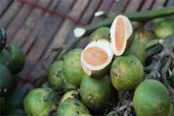 Betel Nut